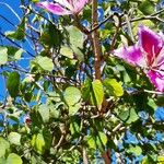 Bauhinia variegata Лист