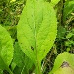 Solidago patula Leaf
