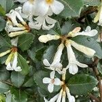 Osmanthus delavayi Virág
