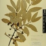 Euonymus lucidus Other