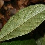 Cordia nodosa Blatt