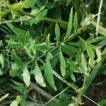 Sonchus tenerrimus Feuille