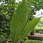Castanea sativa Likasa