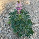 Lupinus hispanicus 叶