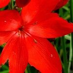 Hesperantha coccinea 花