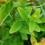 Hypericum tetrapterum Leaf