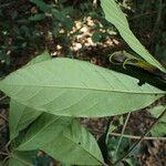 Rothmannia whitfieldii Leaf