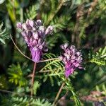 Allium carinatum Flor