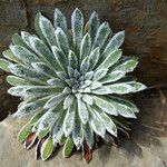 Saxifraga longifolia Leaf