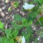 Cistus salviifoliusപുഷ്പം