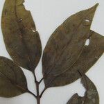 Aiouea guianensis 葉
