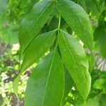 Fraxinus pennsylvanica Leaf