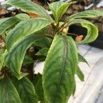 Impatiens auricoma Blad