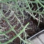 Euphorbia tirucalli पत्ता