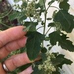 Chenopodium berlandieri Foglia