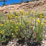 Helichrysum italicum ശീലം