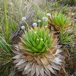 Paepalanthus alpinus Habitatea