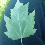 Acer rubrum Leaf