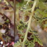 Asplenium adiantum-nigrum Leaf