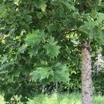 Sorbus torminalis Leaf