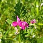 Vicia sativaFlower