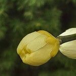 Poncirus trifoliata फूल