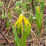 Erythronium grandiflorumЦвят