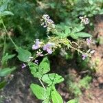 Desmodium paniculatum Květ