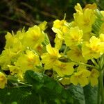 Primula × polyantha Blüte