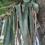 Aechmea distichantha Leaf