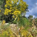 Ferula communisFloare