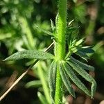 Galium humifusum Bark