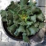 Adromischus cristatusList