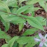 Tricyrtis formosana Hoja