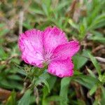 Dianthus barbatus Flor