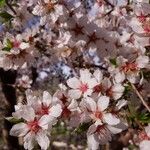 Prunus aviumFlor