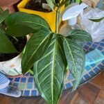 Syngonium angustatum Лист