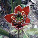 Etlingera hemisphaerica फूल