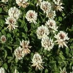 Trifolium occidentale Blomma