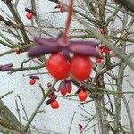 Euonymus atropurpureus Plod