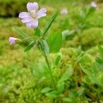 Epilobium hornemannii عادت داشتن