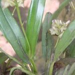 Polystachya carnosa Hoja