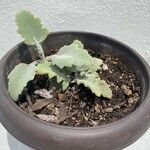 Kalanchoe beharensis List