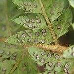 Polystichum transvaalense Blad