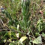 Cynoglossum creticum Habit