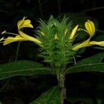 Barleria oenotheroides Muu