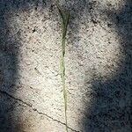 Festuca myuros Floare