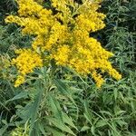 Solidago giganteaപുഷ്പം