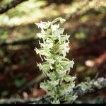 Platanthera orbiculata Flower