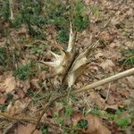 Datura ferox Плод